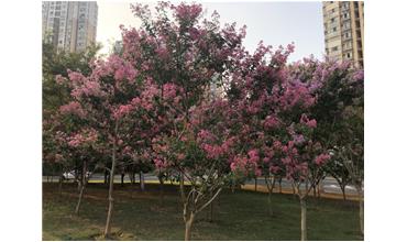 夏秋季節，錫城首次驚現紫薇花開美景